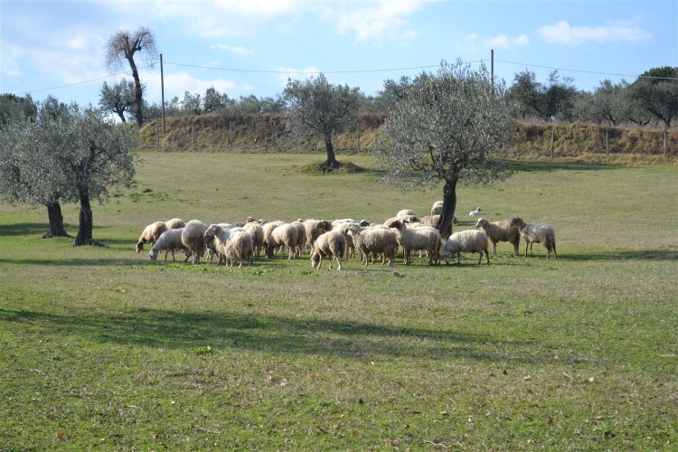 Agriturismo_Andalù (26)