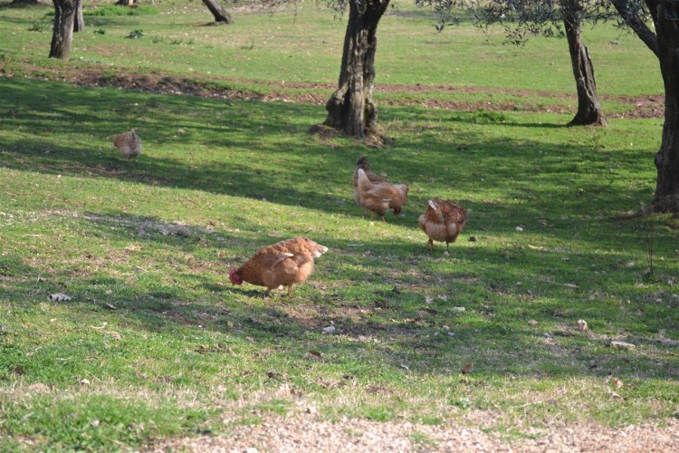 Agriturismo_Andalù (46)